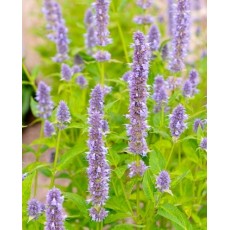 Anise/Fragrant Hyssop